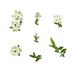 Set of spiraea flowers, buds and leaves