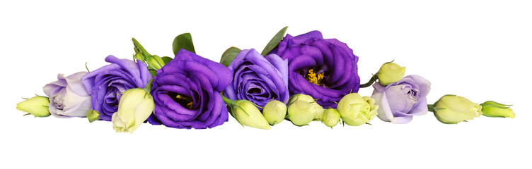 Purple eustoma flower and buds in a line arrangement
