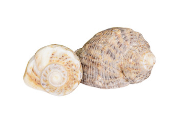 Two seashells