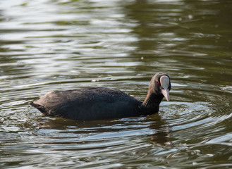 Close up portrait of Eurasian coot Fulica atra, also known as the common coot with swimming in the water of green pond, focus on eye.
