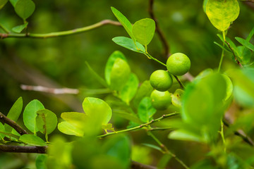 Close up of green Lemons grow on the lemon tree in a garden citrus fruit thailand.