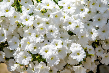 white petunias grow on flower beds in the city 