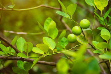 Close up of green Lemons grow on the lemon tree in a garden citrus fruit thailand.