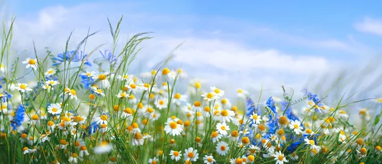 Wall murals Meadow, Swamp Beautiful field meadow flowers chamomile, blue wild peas in morning against blue sky with clouds, nature landscape, close-up macro. Wide format, copy space. Delightful pastoral airy artistic image.