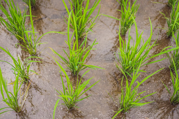 View of Young rice sprout ready to growing in the rice field
