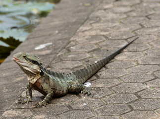 Australian water dragon