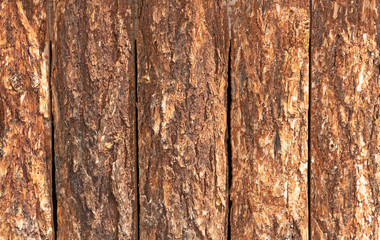bark of a tree