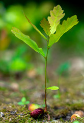 a young oak sprout sprouting from an acorn close-up on a blurred green background