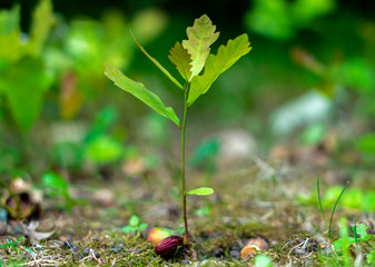 a young oak sprout sprouting from an acorn close-up on a blurred green background © Игорь Кляхин