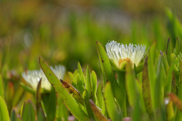 Carpobrotus