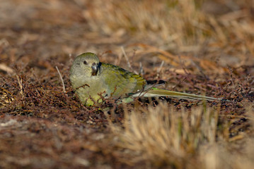Female red rumped parrot