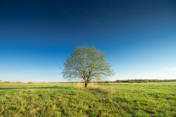 tree in the field