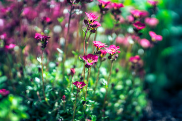 Pinkfarbene Blumen in der Sonne