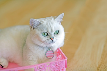 White cat lying in a pink plastic basket On the wooden floor in the house