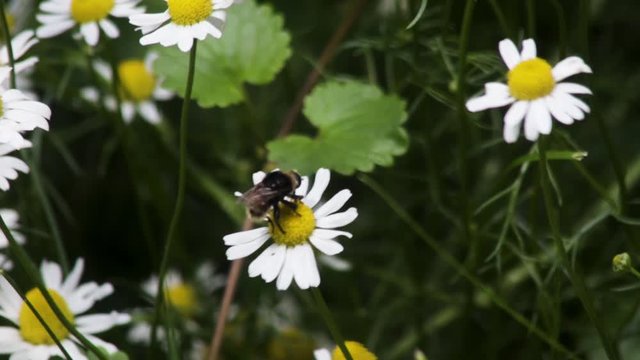 Bumblebee harvesting pollen from Oxeye-Daisy