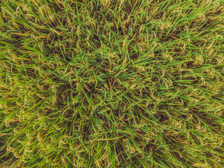 Image of beautiful Terraced rice field in water season and Irrigation from drone,Top view of rices paddy