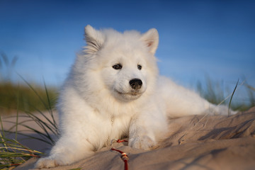 Samoyed puppy is lying