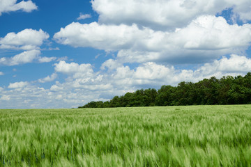 Green wheaten sprouts in the field and cloudy sky. Bright spring landscape.