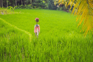 Obraz na płótnie Canvas Scarecrow in the rice field. Bali Tourism