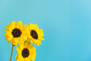 Sunflower, light blue background. ひまわり　水色背景
