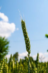 ear of wheat