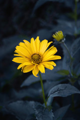 Arnica flower blossom