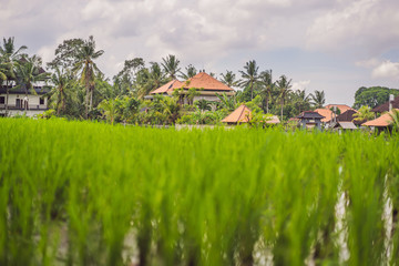 Fototapeta na wymiar Picturesque rice field on the island of Bali, Indonesia. Tourism in Asia