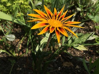 yellow flower in the garden