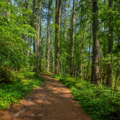 Summer shady alleys in the Park on the lake.