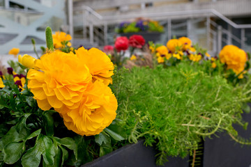 Begonia terry yellow