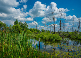 Obraz premium summer, a pond overgrown with greenery and dry trees in the center of the pond against the blue sky