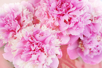 beautiful pink peony flower background. Close up