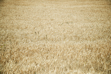 Cereal field view