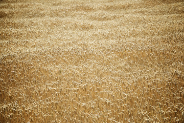 Cereal field view
