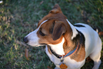 Tri-Color Jack Russell Terrier Profile