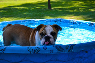 English Bulldog Puppy Tongue Out in Pool
