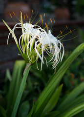 white beach spider lily tropical flower