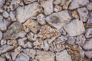 The multiplicity of corals on the wall, coral texture, coral background