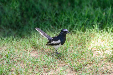 Oriental magpie robin, Tiny bird standing on grass in countryside
