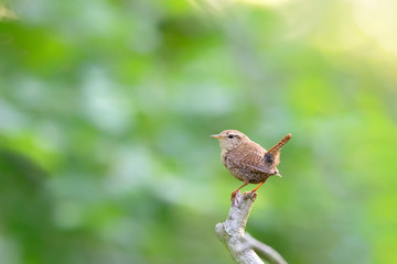Eurasian wren (Troglodytes troglodytes) singing in the nature protection area Moenchbruch near Frankfurt, Germany.