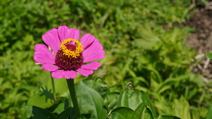 zinnia flower in garden field 