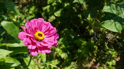 Obraz premium zinnia flower in garden field 