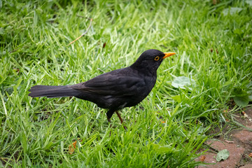 European blackbird in the forest in summer