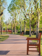 Chair in a City Park with Green Trees