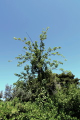 trees