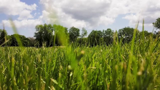 Beautiful day, a bright blue sky with some puffy clouds crossing. Point of view is from the deep green grass.