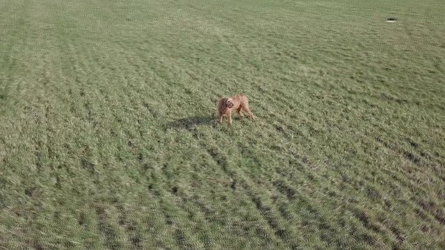 Hungarian viszla on empty green field, aerial