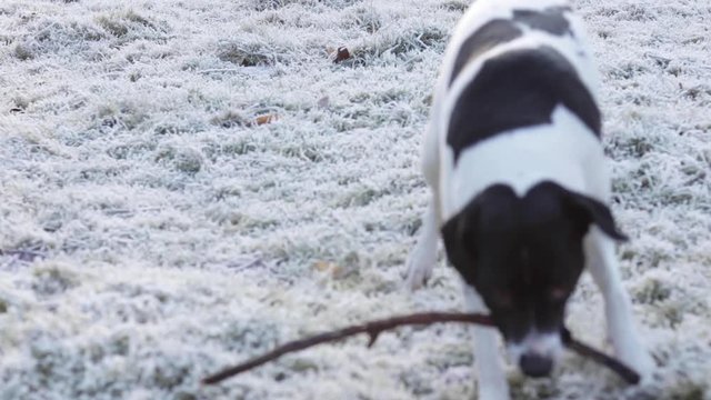 A black and white dog playing with a stick on a white frosty field.