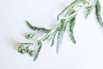 Green medicinal plant