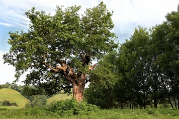 vieux chêne foudroyé